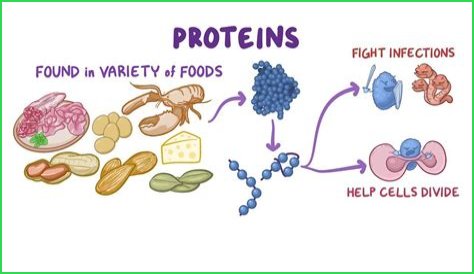Why are fibrous proteins important?